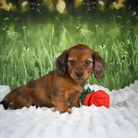  AKC Dixie, a female Miniature Dachshund for sale in Fresno, OH – 3 of 6