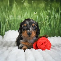 AKC Silas, a male Miniature Dachshund for sale in Fresno, OH – 4 of 6