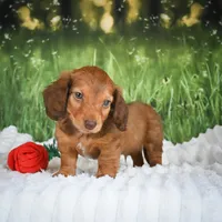 AKC Dillon, a male Miniature Dachshund for sale in Fresno, OH – 8 of 8