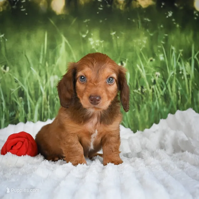 AKC Dillon – Miniature Dachshund puppy for sale in Fresno, OH