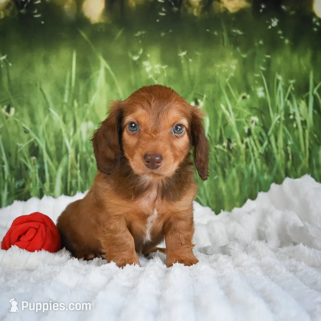 AKC Dillon, a male Miniature Dachshund for sale in Fresno, OH – 1 of 8