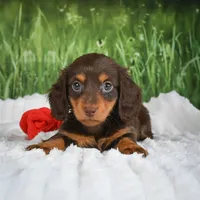 AKC Daisy, a female Miniature Dachshund for sale in Fresno, OH – 5 of 7