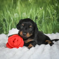 AKC Sierra, a female Miniature Dachshund for sale in Fresno, OH – 9 of 9