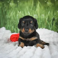 AKC Sierra, a female Miniature Dachshund for sale in Fresno, OH – 5 of 9