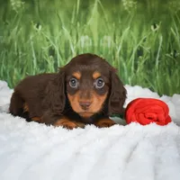 AKC Daisy, a female Miniature Dachshund for sale in Fresno, OH – 3 of 7