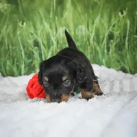AKC Sierra, a female Miniature Dachshund for sale in Fresno, OH – 6 of 9
