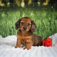  AKC Dixie, a female Miniature Dachshund for sale in Fresno, OH – 4 of 6