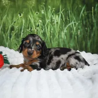 AKC Silas, a male Miniature Dachshund for sale in Fresno, OH – 2 of 6