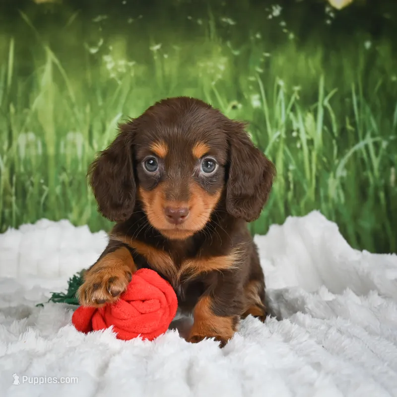 AKC Daisy – Miniature Dachshund puppy for sale in Fresno, OH