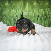 AKC Sierra, a female Miniature Dachshund for sale in Fresno, OH – 3 of 9