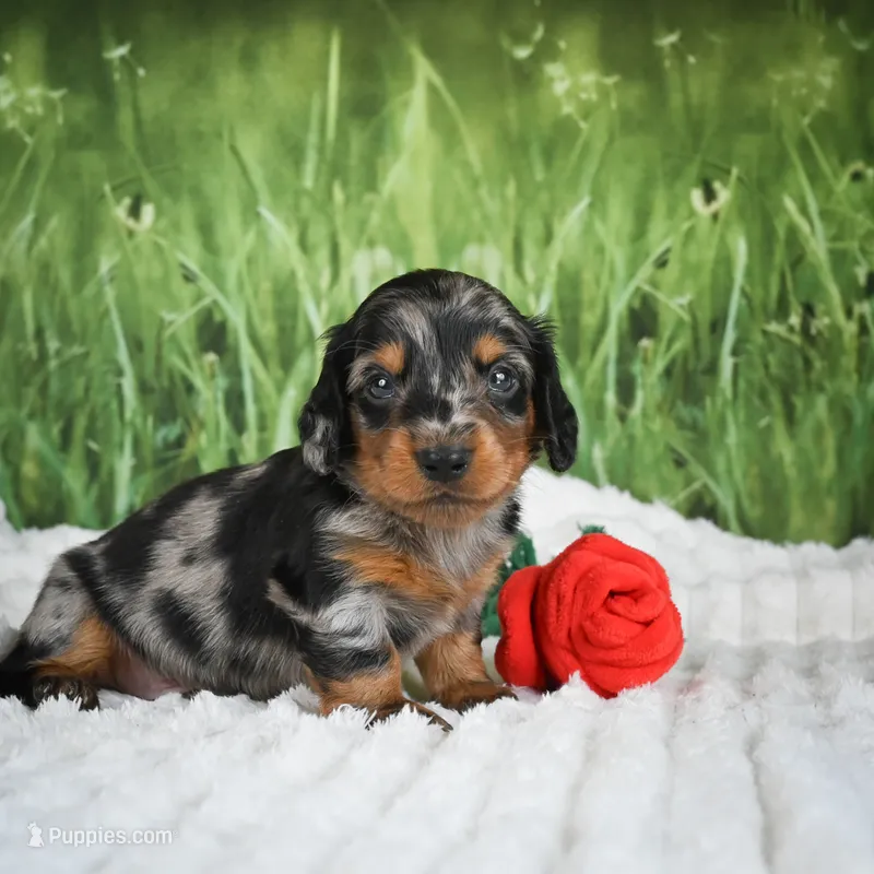 AKC Silas – Miniature Dachshund puppy for sale in Fresno, OH