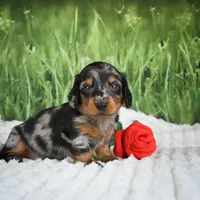 AKC Silas, a male Miniature Dachshund for sale in Fresno, OH – 1 of 6