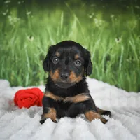 AKC Sierra, a female Miniature Dachshund for sale in Fresno, OH – 4 of 9