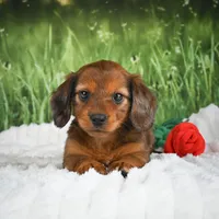  AKC Dixie, a female Miniature Dachshund for sale in Fresno, OH – 6 of 6