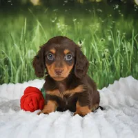 AKC Daisy, a female Miniature Dachshund for sale in Fresno, OH – 4 of 7