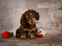 Sophie, a female Miniature Dachshund for sale in Fresno, OH – 5 of 10