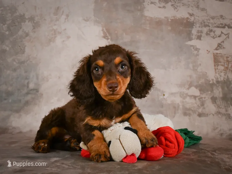 Sophie – Miniature Dachshund puppy on hold in Fresno, OH