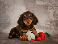 Sophie, a female Miniature Dachshund for sale in Fresno, OH – 1 of 10