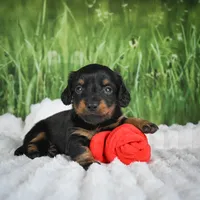 AKC Sierra, a female Miniature Dachshund for sale in Fresno, OH – 7 of 9