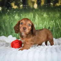 AKC Dillon, a male Miniature Dachshund for sale in Fresno, OH – 4 of 8