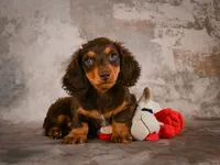 Sophie, a female Miniature Dachshund for sale in Fresno, OH – 8 of 10