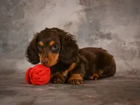 Sophie, a female Miniature Dachshund for sale in Fresno, OH – 9 of 10