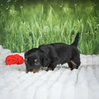 AKC Sierra, a female Miniature Dachshund for sale in Fresno, OH – 2 of 9