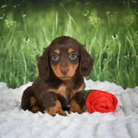 AKC Daisy, a female Miniature Dachshund for sale in Fresno, OH – 2 of 7