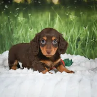 AKC Daisy, a female Miniature Dachshund for sale in Fresno, OH – 6 of 7