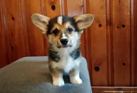 Murphy  , a male Pembroke Welsh Corgi for sale in Tappahannock, VA – Photo 5 of 6
