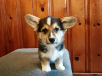 Murphy  , a male Pembroke Welsh Corgi for sale in Tappahannock, VA – Photo 6 of 6
