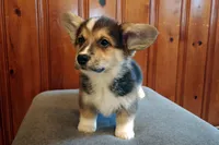 Murphy  , a male Pembroke Welsh Corgi for sale in Tappahannock, VA – Photo 3 of 6