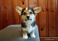 Murphy  , a male Pembroke Welsh Corgi for sale in Tappahannock, VA – Photo 2 of 6