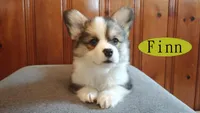Finn, a male Pembroke Welsh Corgi for sale in Tappahannock, VA – Photo 2 of 7