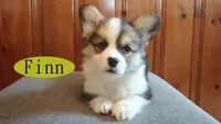 Finn, a male Pembroke Welsh Corgi for sale in Tappahannock, VA – Photo 3 of 7