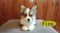 Finn, a male Pembroke Welsh Corgi for sale in Tappahannock, VA – Photo 1 of 7