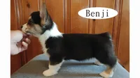 Benji, a male Pembroke Welsh Corgi for sale in Tappahannock, VA – Photo 5 of 5