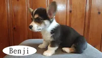 Benji, a male Pembroke Welsh Corgi for sale in Tappahannock, VA – Photo 4 of 5