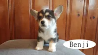 Benji, a male Pembroke Welsh Corgi for sale in Tappahannock, VA – Photo 2 of 5