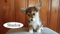 Shadow, a male Pembroke Welsh Corgi for sale in Tappahannock, VA – Photo 4 of 5
