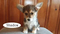 Shadow, a male Pembroke Welsh Corgi for sale in Tappahannock, VA – Photo 2 of 5