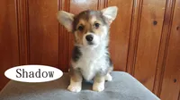 Shadow, a male Pembroke Welsh Corgi for sale in Tappahannock, VA – Photo 1 of 5