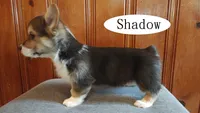 Shadow, a male Pembroke Welsh Corgi for sale in Tappahannock, VA – Photo 5 of 5