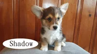 Shadow, a male Pembroke Welsh Corgi for sale in Tappahannock, VA – Photo 3 of 5