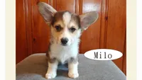 Milo, a male Pembroke Welsh Corgi for sale in Tappahannock, VA – Photo 2 of 6