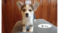Milo, a male Pembroke Welsh Corgi for sale in Tappahannock, VA – Photo 5 of 6