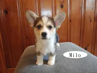 Milo, a male Pembroke Welsh Corgi for sale in Tappahannock, VA – Photo 6 of 6