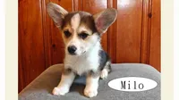 Milo, a male Pembroke Welsh Corgi for sale in Tappahannock, VA – Photo 1 of 6