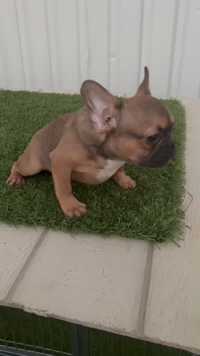 Male 2, a male French Bulldog for sale in Katy, TX – 7 of 8