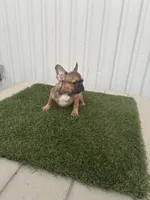 Male 2, a male French Bulldog for sale in Katy, TX – 4 of 8